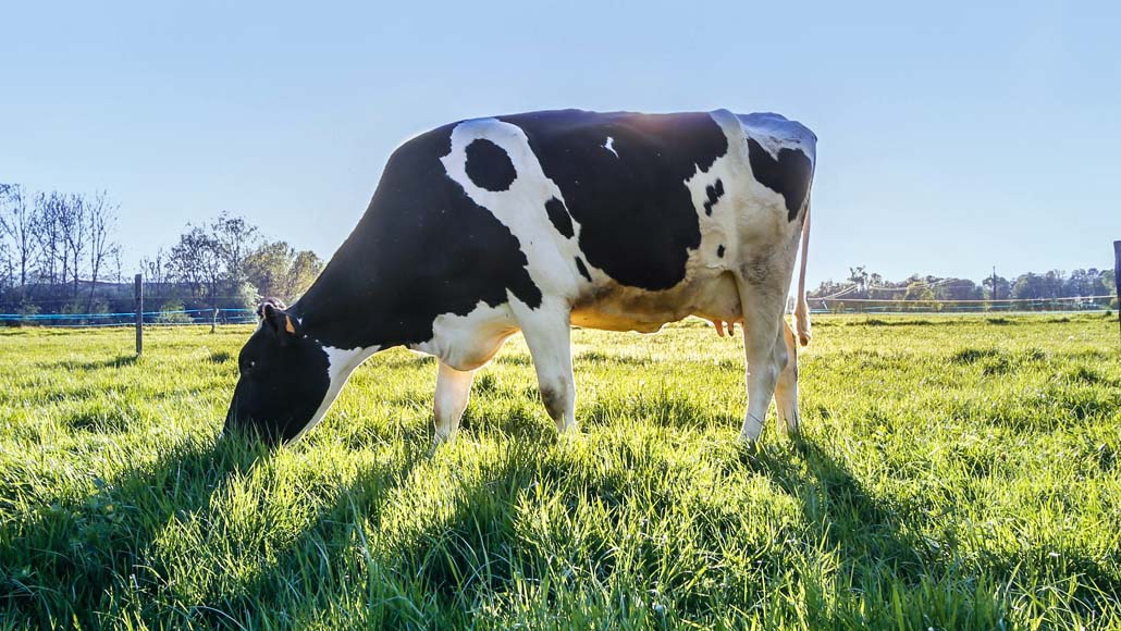 COW5