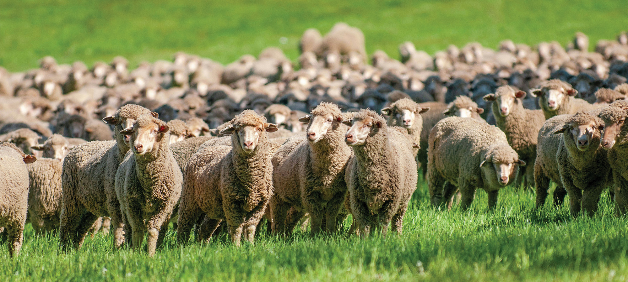 Sheep Cover Image