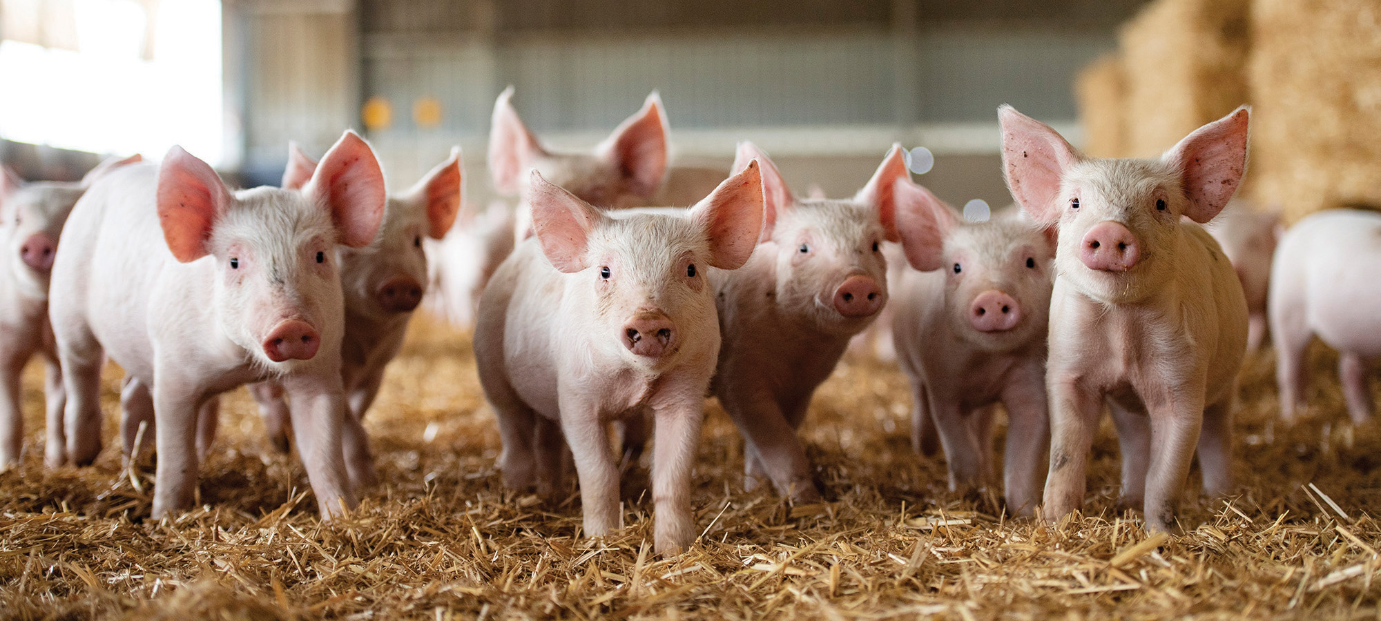Swine Cover Image